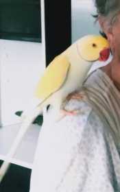 Lost Indian Ringneck Parakeet