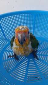 Lost Conure