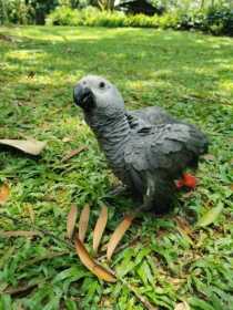 Lost African Grey