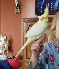 Lost Cockatiel
