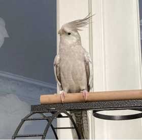 Lost Cockatiel