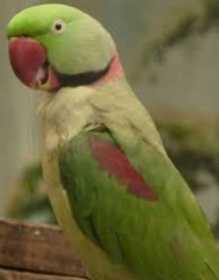 Lost Alexandrine