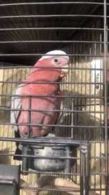 Lost Galah Cockatoo