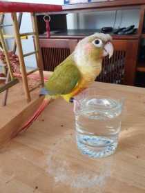 Lost Conure