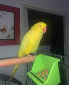 Lost Indian Ringneck Parakeet