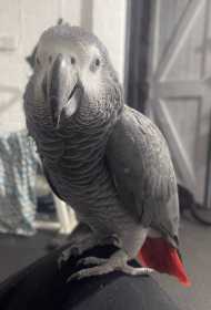 Lost African Grey