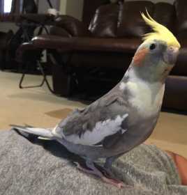 Lost Cockatiel