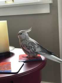 Lost Cockatiel