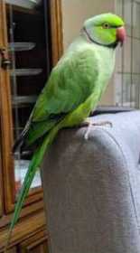 Lost Indian Ringneck Parakeet