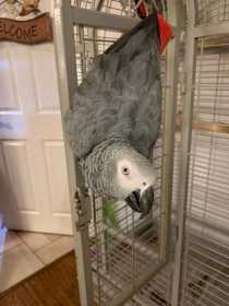 Lost African Grey