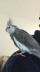 Lost Cockatiel