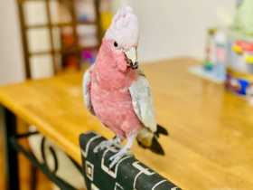 Lost Galah Cockatoo