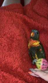 Lost Lory / Lorikeet