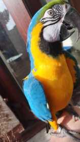 Lost Macaw