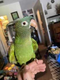 Lost Conure