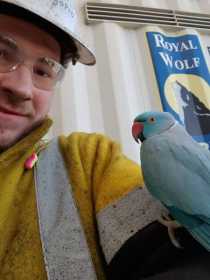 Lost Indian Ringneck Parakeet