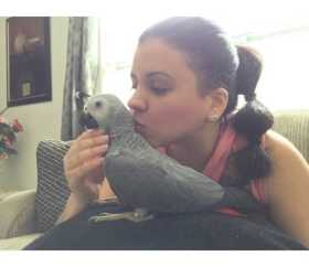 Lost African Grey