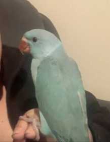 Lost Indian Ringneck Parakeet