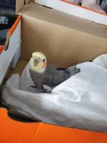 Lost Cockatiel