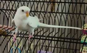 Lost Budgerigar