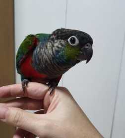 Lost Conure