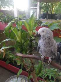 Lost African Grey