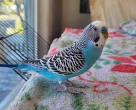 Lost Budgerigar