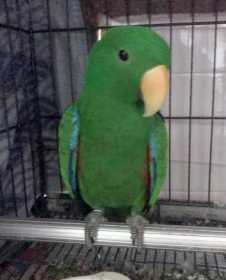 Lost Eclectus