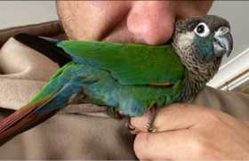 Lost Conure