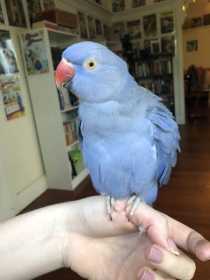 Lost Indian Ringneck Parakeet