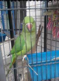 Lost African Ringneck Parakeet
