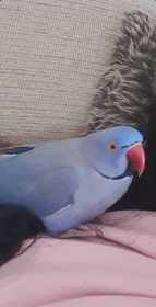 Lost Indian Ringneck Parakeet