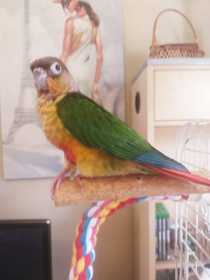 Lost Conure