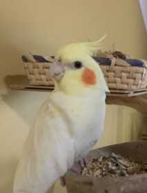 Lost Cockatiel