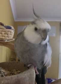 Lost Cockatiel