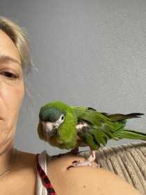 Lost Macaw