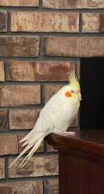 Lost Cockatiel