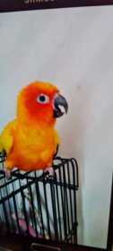 Lost Conure