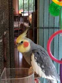 Lost Cockatiel