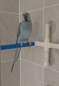 Lost Indian Ringneck Parakeet