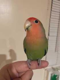 Lost Lovebird