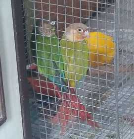 Lost Conure