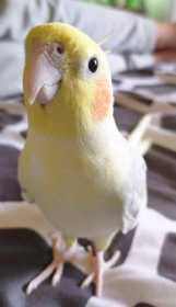 Lost Cockatiel