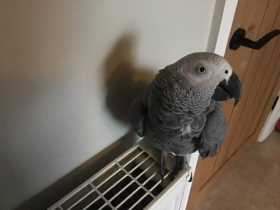 Lost African Grey