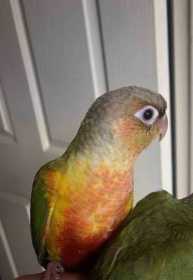 Lost Conure