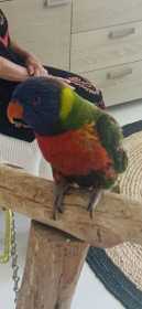 Lost Lory / Lorikeet