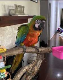 Lost Macaw