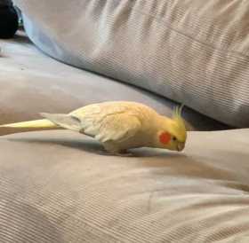 Lost Cockatiel