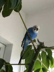 Lost Parakeet