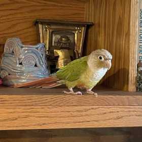 Lost Conure